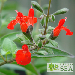 Salvia blepharophylla `Painted Lady'