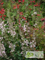 Salvia taraxacifolia