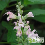 Salvia taraxacifolia