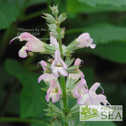 Salvia taraxacifolia