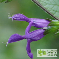 Salvia x guaranitica 'Jean's Purple Passion'