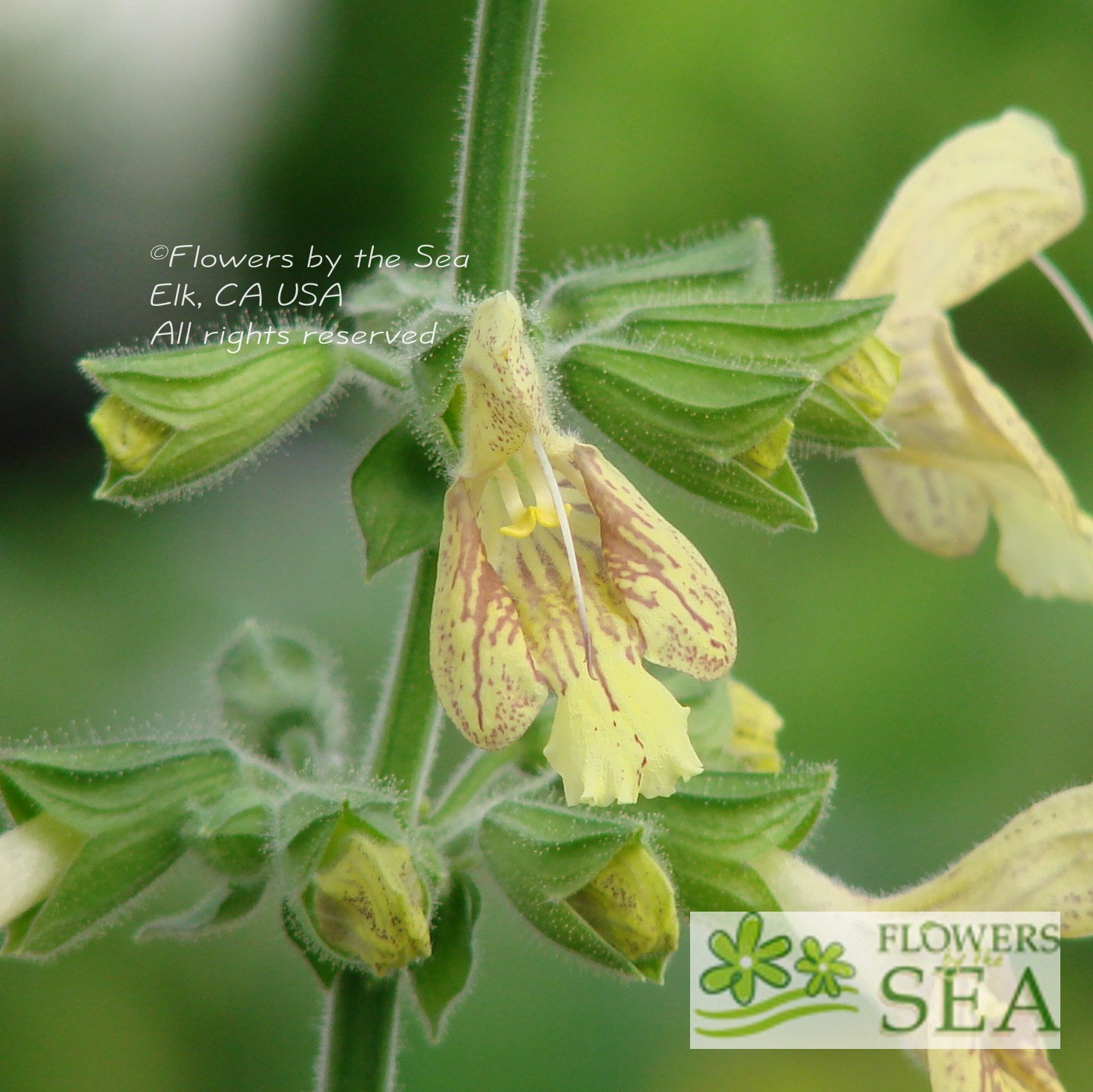 Salvia glutinosa