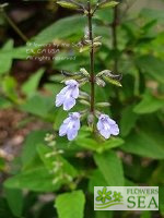 Salvia caymanensis