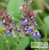 Salvia rubiginosa