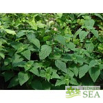 Salvia discolor 'Purple Bracts'