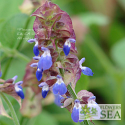 Salvia discolor 'Purple Bracts'