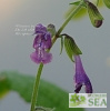 Salvia yunnanensis