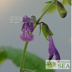 Salvia yunnanensis