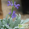 Salvia canescens var. daghestanica