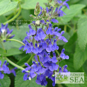 Salvia scordifolia