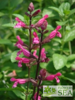 Salvia x 'Mulberry Jam'