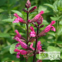 Salvia x 'Mulberry Jam'