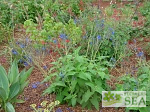 Salvia x 'Big Swing'