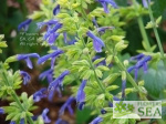 Salvia mexicana 'Limelight'