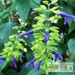 Salvia mexicana 'Limelight'