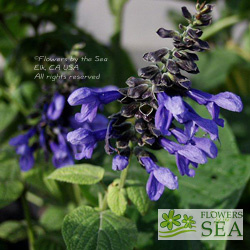 Salvia x guaranitica 'Costa Rica Blue'