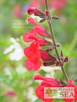 Salvia x 'John Whittlesey'