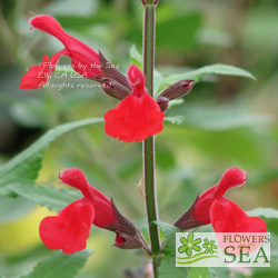 Salvia x 'John Whittlesey'