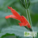 Salvia tubiflora