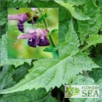 Salvia glabrescens 'Shi Ho'