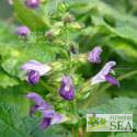 Salvia glabrescens 'Shi Ho'