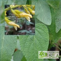 Salvia madrensis 'Silver Leaf'