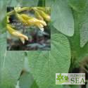 Salvia madrensis 'Silver Leaf'