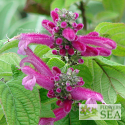 Salvia iodantha 'Louis Saso'