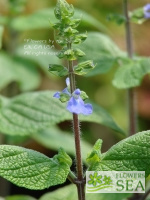 Salvia amarissima