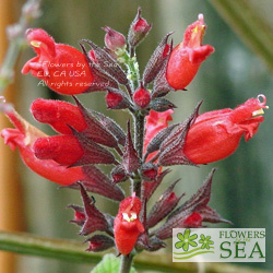 Salvia holwayi