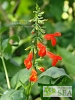 Salvia miniata