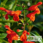 Salvia miniata