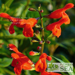 Salvia miniata