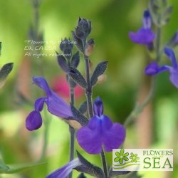 Salvia coahuilensis