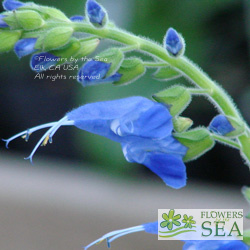 Salvia macrophylla 'Short Form'
