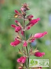 Salvia karwinskii x involucrata v. puberula
