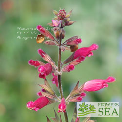 Salvia karwinskii x involucrata v. puberula