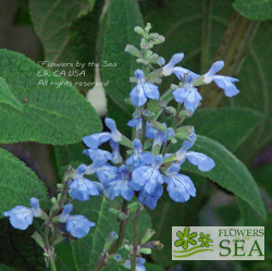 Salvia pallida