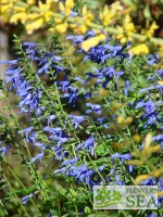 Salvia guaranitica 'Blue Ensign'