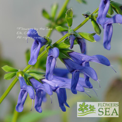 Salvia guaranitica 'Blue Ensign'