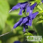 Salvia guaranitica 'Sapphire Blue'