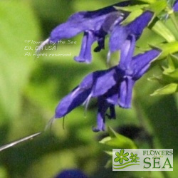 Salvia guaranitica 'Sapphire Blue'