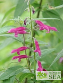 Salvia curviflora