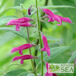 Salvia curviflora