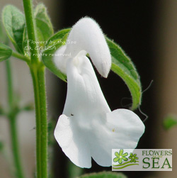 Salvia patens 'White Trophy'