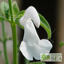 Salvia patens 'White Trophy'