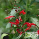 Salvia roemeriana