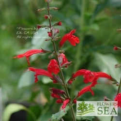 Salvia roemeriana