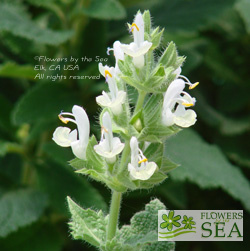 Salvia tingitana