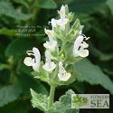 Salvia tingitana